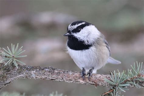 Mountain chickadee - song / call / voice / sound.