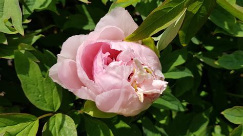 Peony Garden 4-11-2020 - YouTube