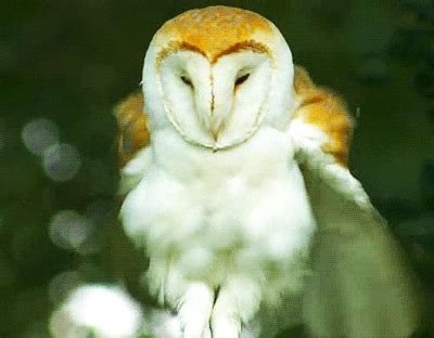 Owl Feathers GIF - Find & Share on GIPHY