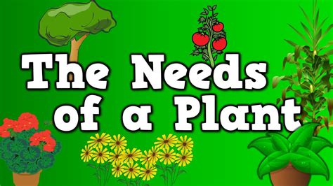 Needs Of Plants And Animals 2nd Grade - Lessons - Blendspace