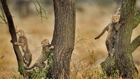 Cheetah Cubs – Bing Wallpaper Download