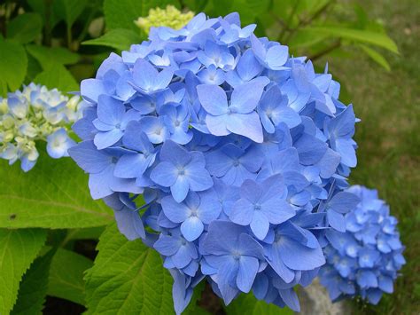 Some of My Blue Flower Pictures | Hydrangeas Blue