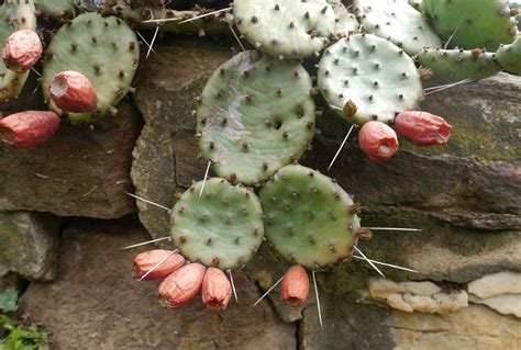 Prickly Pear Cactus Scientific Name images