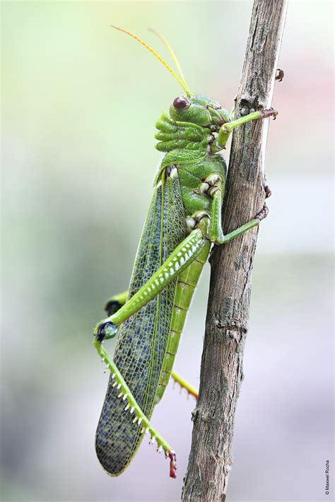 Gafanhoto verde gigante | Encontrei este gafanhoto verde de … | Flickr