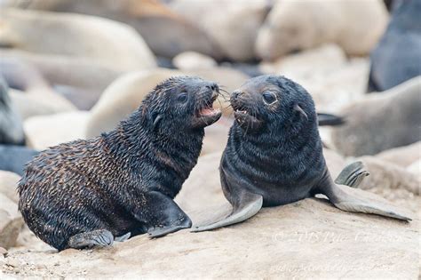 Marine Protected Areas in South Africa | Marine mammals, Seal pup, Marine