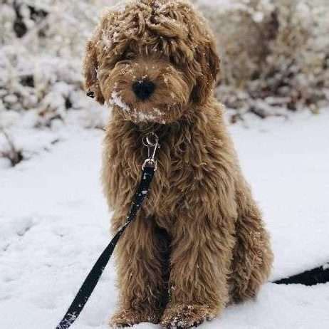 Mini Goldendoodle Breeders In Massachusetts - Lover Doodles