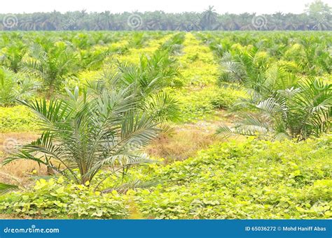 Replanting Oil Palm Tree at the Estate Using Block Method. Stock Photo ...