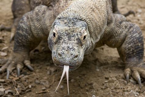 Komodo Dragon Wallpapers Images Photos Pictures Backgrounds