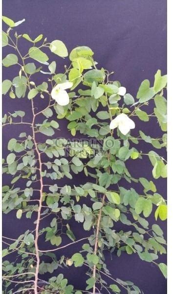 Bauhinia tomentosa – St. Thomas Tree – Yellow Bauhinia (check back in ...