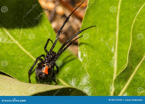 Black Widow Spider stock photo. Image of active, hesperus - 90174160