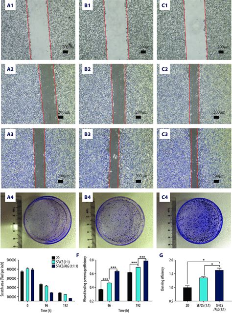 Results of wound-healing assays (A1-A3, B1-B3, C1-C3, E, F) and... | Download Scientific Diagram