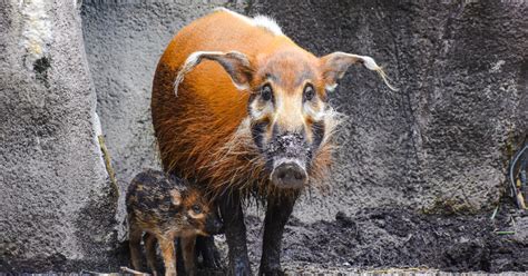 Red, black and striped all over: Virginia Zoo welcomes baby red river hog