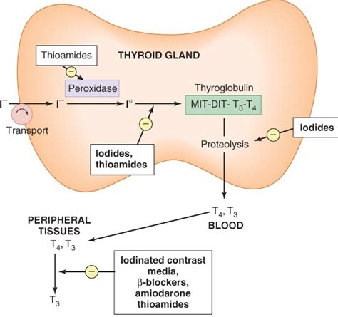 DRUGS FOR ANTI-THYROID Diagram | Quizlet