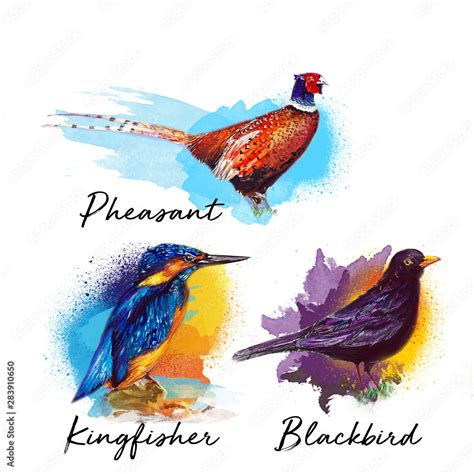 Beautiful bird water color drawing art illustration Stock Illustration ...