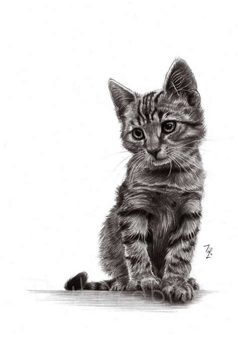 Cat pencil drawing art PRINT of pencil drawing, GICLEE PRINT, drawn ...