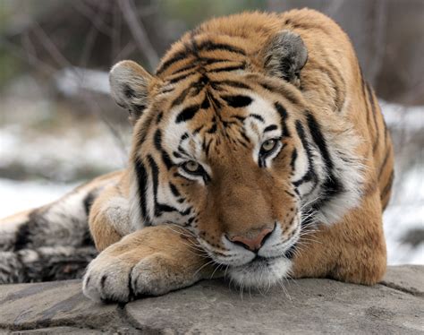 Tiger at NYC's Bronx Zoo tests positive for coronavirus | The Times of Israel