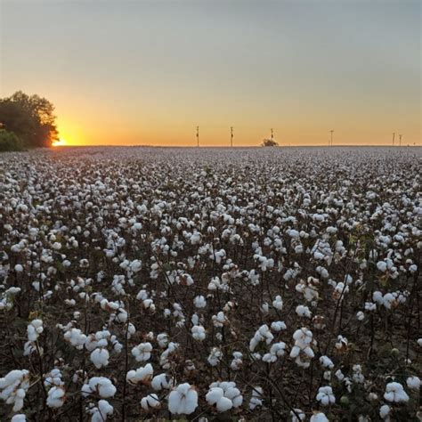 The Fields Are White For Harvest | I Stand In The Gap