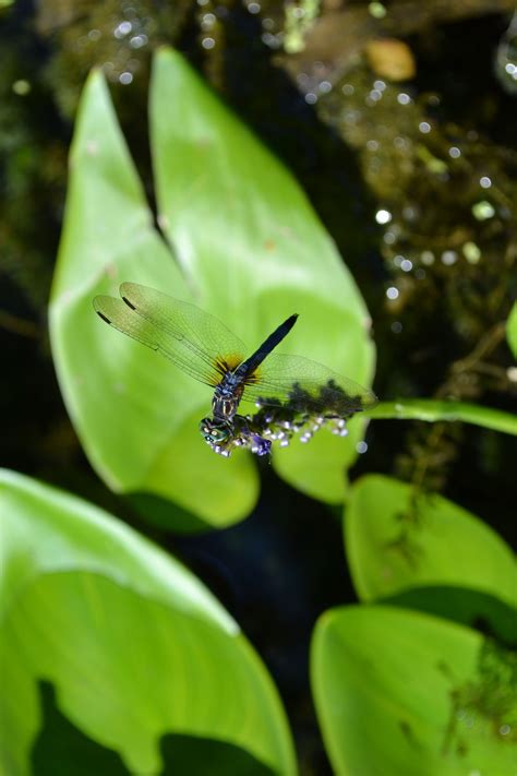 Dragonfly | Plant leaves, Plants, Dragonfly