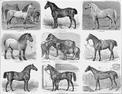 Horse - breeding | Horse breeds, Vintage horse, Horses