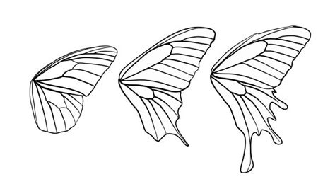 How to Draw Animals: Butterflies, Their Anatomy and Wing Patterns ...