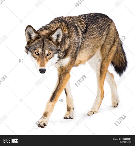 Female Red Wolf Image & Photo (Free Trial) | Bigstock