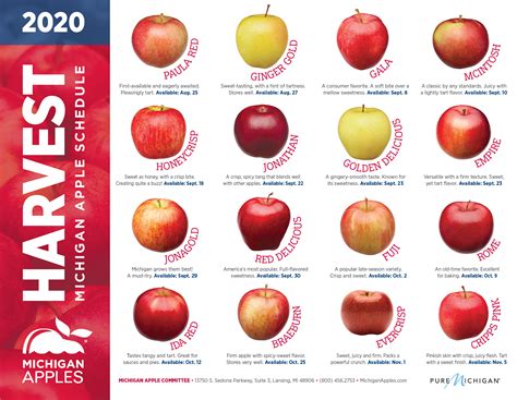 Apple Varieties Chart