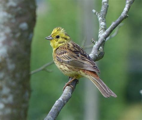 Male Yellowhammer. Afro-Eurasia Bruant, Bird Photography, Animals Beautiful, Birds, Explore ...