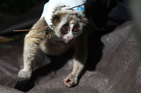 Slow Lorises Bite With Flesh-Rotting Venom - The New York Times