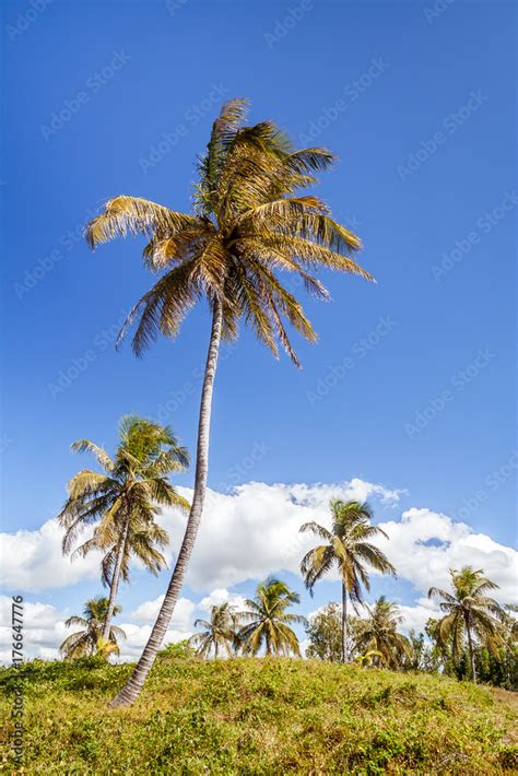 Oil palm plantation Stock Photo | Adobe Stock