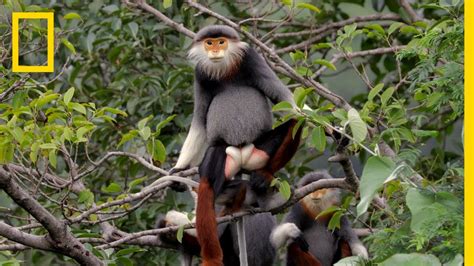 This Endangered Monkey is One of the World’s Most Colorful Primates | Short Film Showcase - YouTube