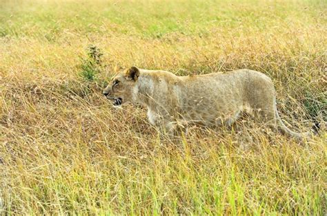 Premium Photo | Lion hunting in the african savannah masai mara