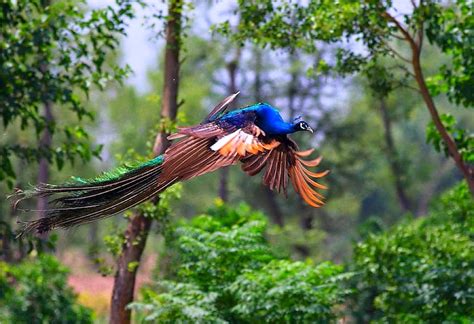 Peacocks in Flight: It’s Quite the Sight | The Ark In Space