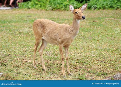 The Sika Deer stock photo. Image of nature, beauty, deer - 37547104