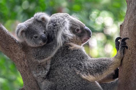 Koala guide: why do they have big noses, what they eat, and the dangers they face - Discover ...