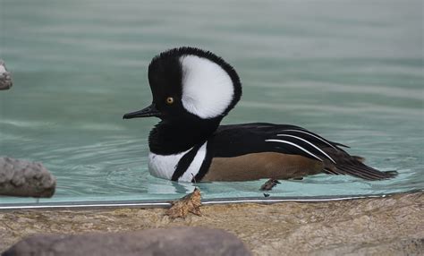 Hooded merganser | Smithsonian's National Zoo and Conservation Biology Institute