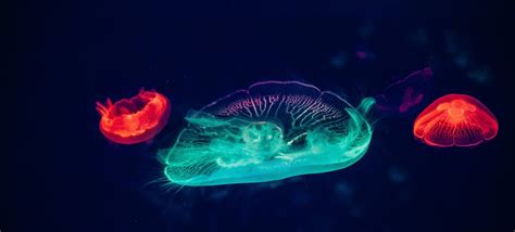 A Fluorescent Protein in Jellyfish Could Help Understand Diseases Like ...