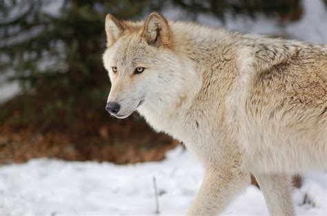 Tundra Wolf Facts, Adaptations, Pictures