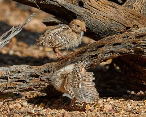 Gambel's Quail Chicks