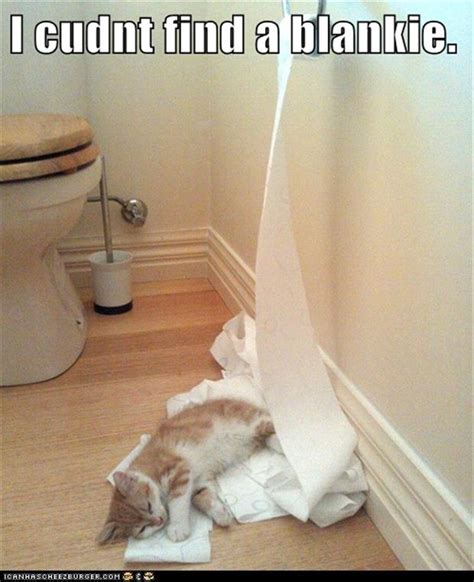 funny cats toilet paper - Dump A Day