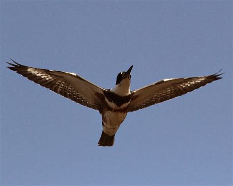 Jo's Morning Walk: Capturing the Belted Kingfisher in Flight