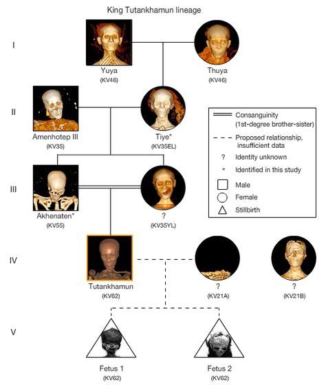 ancient inbreeding | King Tut's family tree | King Tut | King tuts ...