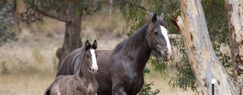 Shire Horse Registry | Shire Horse Society of Australia