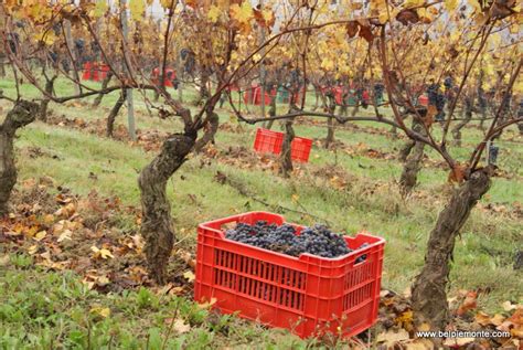 Nebbiolo harvest