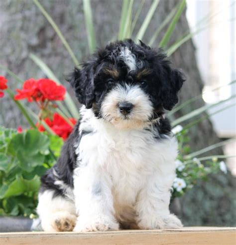 Havanese Poodle Mix Puppies For Sale In California : Havanese And Havanese Dogs Bible Havanese ...