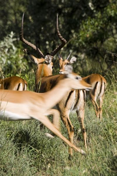 More Rift Valley, Kenya - Images (Photos) by Bibi Eng