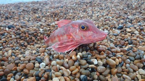 Gurnard galore | | Fishing Tails