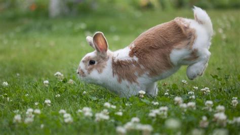 On sait enfin pourquoi les lapins marchent sur leurs pattes avant