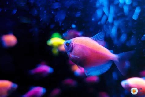 Are Glofish Sterile? Myth Vs. Truth