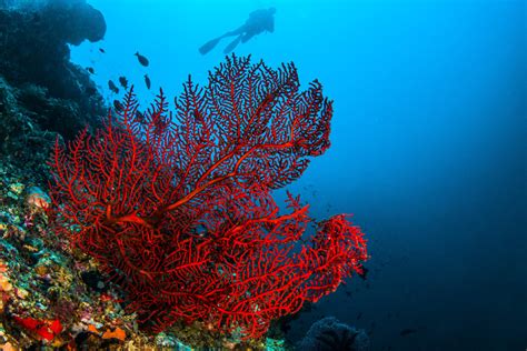 The world's most colorful coral reefs