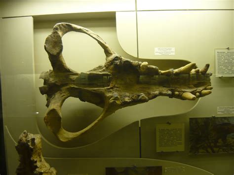 Andrewsarchus mongoliensis skull (cast) - ZooChat